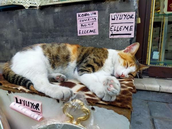 Kedisi uyandırılmasın diye öyle bir yazı astı ki görenleri korkuttu - Resim: 2