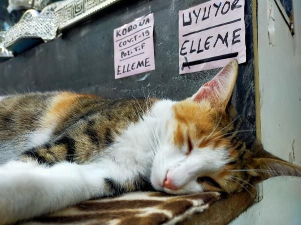 Kedisi uyandırılmasın diye öyle bir yazı astı ki görenleri korkuttu - Resim: 1