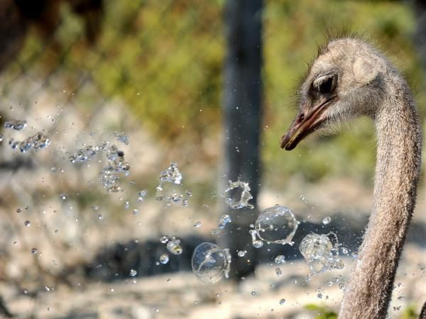 Prof. Dr. Ahmet Duran Şahin: Eylül ayında 93 merkezde ekstrem sıcaklık rekoru kırıldı - Resim: 3