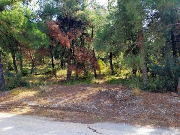 Bursa'da korkunç olay! Annesine tecavüz etmeye kalkıştı babası feci şekilde öldürdü - Resim: 3