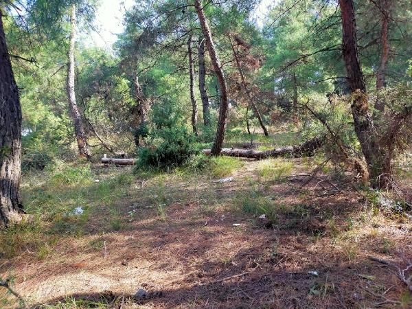 Bursa'da korkunç olay! Annesine tecavüz etmeye kalkıştı babası feci şekilde öldürdü - Resim: 1