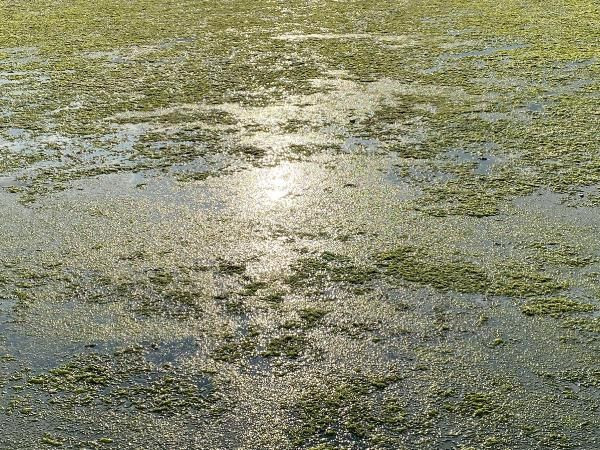 İzmir'de korkutan görüntü! Denizi istila ettiler renk değiştirdi - Resim: 4