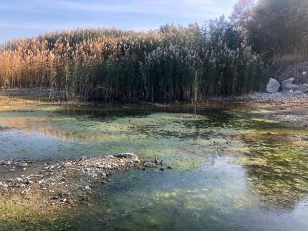 Antalya'da korkutan görüntü! Sağlık bakımından riskler taşıyor - Resim: 2
