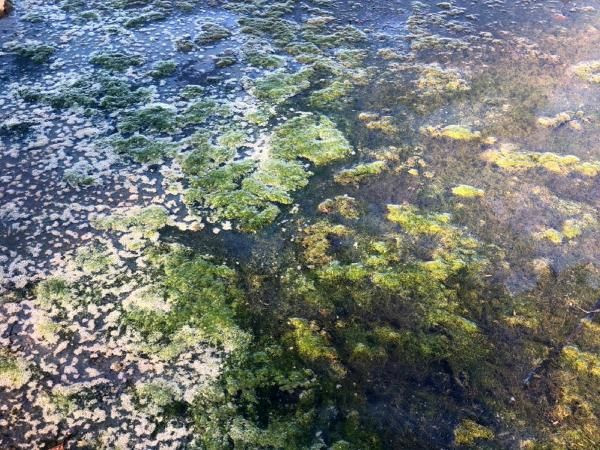 Antalya'da korkutan görüntü! Sağlık bakımından riskler taşıyor - Resim: 3