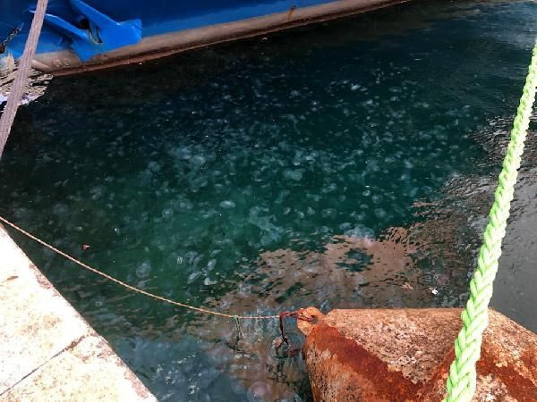 İstanbul'da korkutan görüntü! Boğazı istila ettiler sahil beyaza büründü - Resim: 3