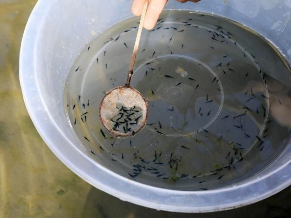 Görenler iğrendi 8 ülke sıraya girdi! Antalya'da 60 taneyle başladı 1 milyona çıkardı - Resim: 3