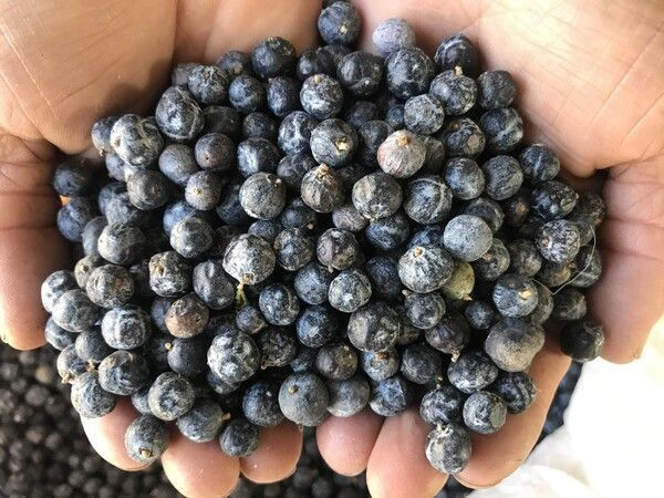 Antalya'da günde 15 kilo topluyor litresini 2 bin liraya satılıyor! 10 saatte... - Resim: 1