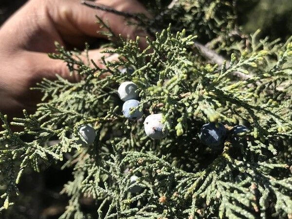 Antalya'da günde 15 kilo topluyor litresini 2 bin liraya satılıyor! 10 saatte... - Resim: 3