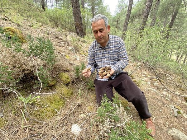 Kilosu 2 bin TL! Antalya'da dağdan toplayıp satıyorlar paraya para demiyorlar - Resim: 2