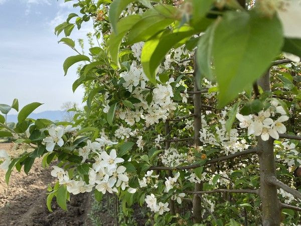 Avrupa'dan geliyordu Düzce'de üretmeye başladı! Sipariş yağıyor - Resim: 1