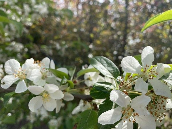 Avrupa'dan geliyordu Düzce'de üretmeye başladı! Sipariş yağıyor - Resim: 4