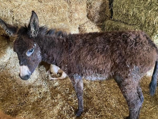Yol kenarında ölmek üzereyken buldular! Sadakatsiz yıldızı Melis Sezen takdirleri topladı - Resim: 4