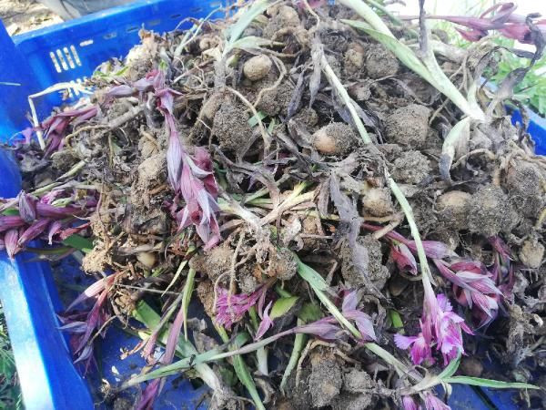 Ordu'da ek gelir için araştırıp üretti! Yurt dışından sipariş yağıyor - Resim: 4