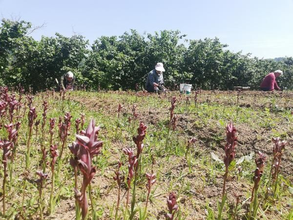 Ordu'da ek gelir için araştırıp üretti! Yurt dışından sipariş yağıyor - Resim: 2