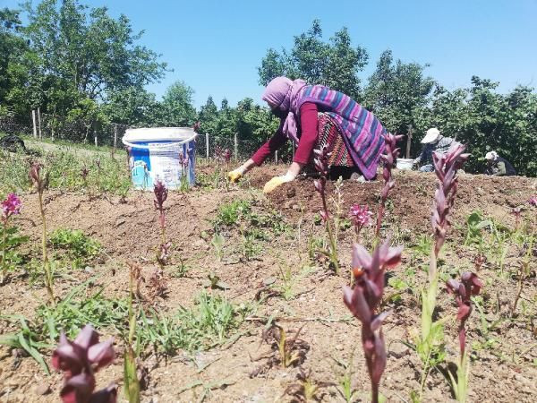 Ordu'da ek gelir için araştırıp üretti! Yurt dışından sipariş yağıyor - Resim: 1