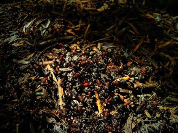 Bursa'da görenler telefona sarıldı boyu 1 metreyi buluyor 24 kilo yiyor! - Resim: 2