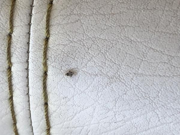 Kuraklık fena vurdu! Kırklareli, Tekirdağ ve Edirne'de dantel böceği istilası - Resim: 4