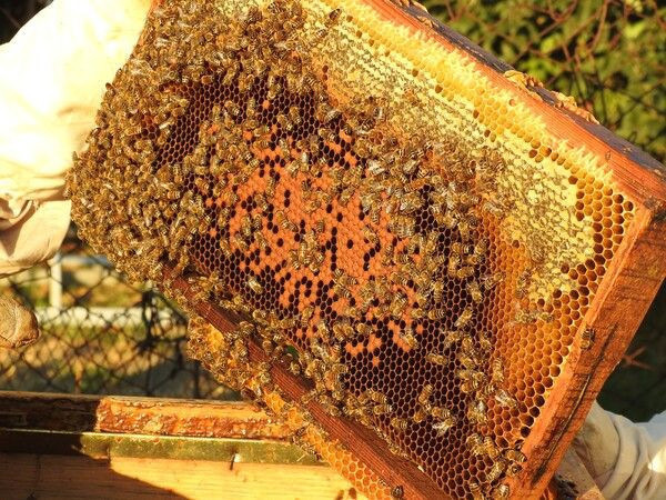 Edirne'de hobisi gelir kapısı oldu! 3 taneyle başladı 30'a ulaştı: Çok keyif alıyorum - Resim: 2