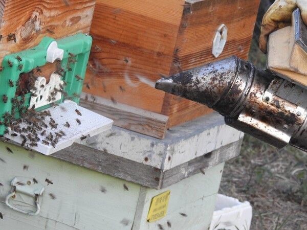 Edirne'de hobisi gelir kapısı oldu! 3 taneyle başladı 30'a ulaştı: Çok keyif alıyorum - Resim: 3