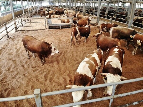 Bir talaşla yaptı üretimi dörde katladı! Kırklareli'de bölgenin en büyüğü oldu - Resim: 2