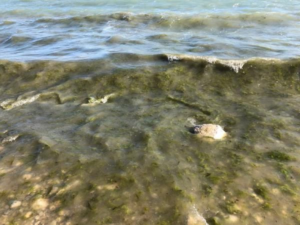 Isparta'da insanlık dışı manzara! Parmağınızı dahi sokmayın, çok üzücü - Resim: 3