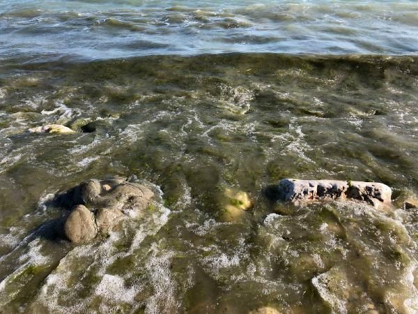 Isparta'da insanlık dışı manzara! Parmağınızı dahi sokmayın, çok üzücü - Resim: 1