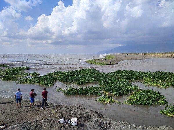Su canavarları denizi istila etti! Hatay'da görenler şaştı kaldı: Bir an önce temizlenmeli - Resim: 1