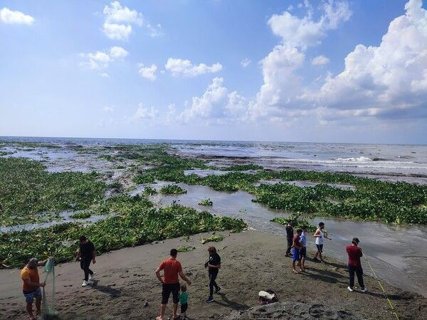 Su canavarları denizi istila etti! Hatay'da görenler şaştı kaldı: Bir an önce temizlenmeli - Resim: 2