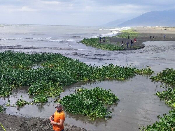 Su canavarları denizi istila etti! Hatay'da görenler şaştı kaldı: Bir an önce temizlenmeli - Resim: 3