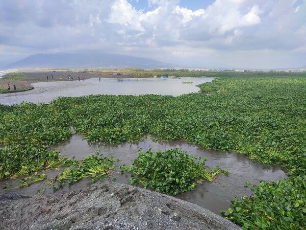 Su canavarları denizi istila etti! Hatay'da görenler şaştı kaldı: Bir an önce temizlenmeli - Resim: 4