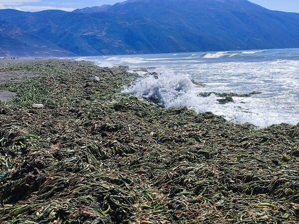 Hatay'da ilginç görüntüler! Sahili istila etti!: Yürünemeyecek halde - Resim: 1