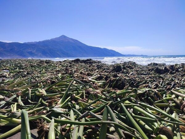 Hatay'da ilginç görüntüler! Sahili istila etti!: Yürünemeyecek halde - Resim: 2