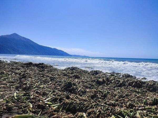 Hatay'da ilginç görüntüler! Sahili istila etti!: Yürünemeyecek halde - Resim: 3