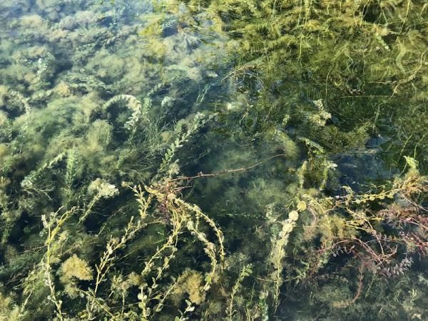 Felaket başladı! Eğirdir, Beyşehir, Büyükçekmece, Uluabat, Burdur, Bafa ve Eber gölleri çürüyor - Resim: 1