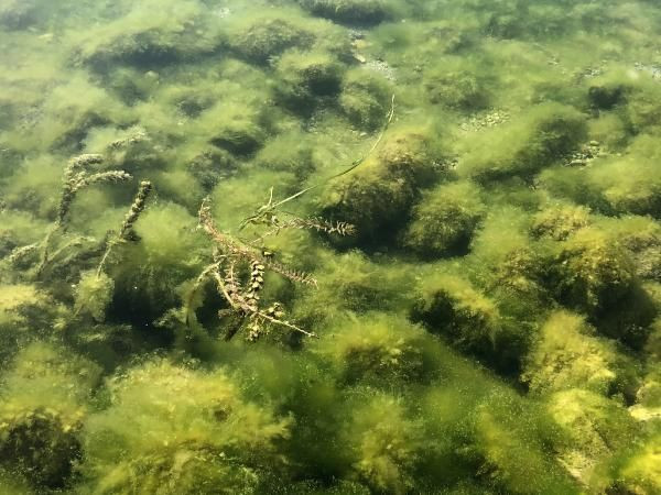Felaket başladı! Eğirdir, Beyşehir, Büyükçekmece, Uluabat, Burdur, Bafa ve Eber gölleri çürüyor - Resim: 4