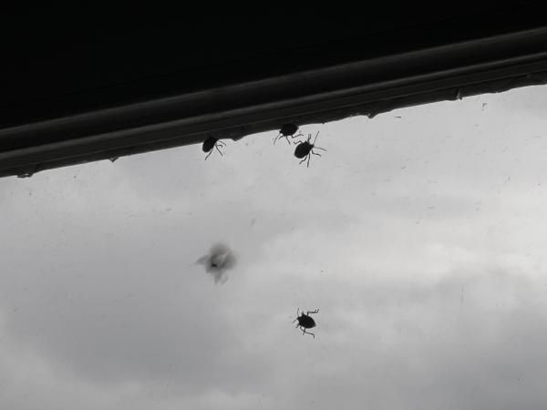 Alerji yapıyor! İstanbul'da 'kokarca böceği' kabusu her yeri sardı - Resim: 4