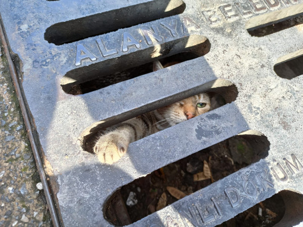 Antalya'da çaresizce itfaiye ekibinin elini tuttu! Duygulandıran anlar - Resim: 0