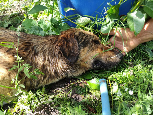 Bursa'da bunu yapan insan olamaz: Günlerdir acılar içinde kıvranıyor - Resim: 1