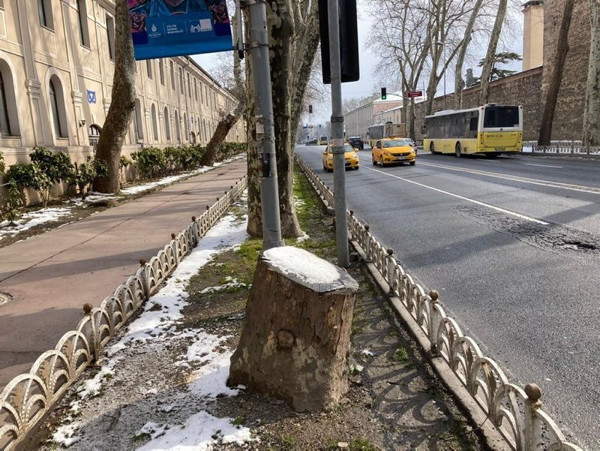Çırağan Caddesi’nde 112 ağacı kesen İBB'ye bakın ne kadar ceza verildi - Resim: 1