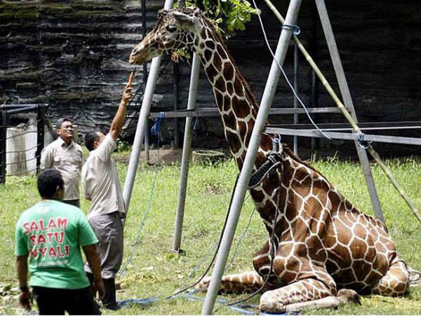 Hayvanat bahçesi değil ölüm bahçesi - Resim: 2