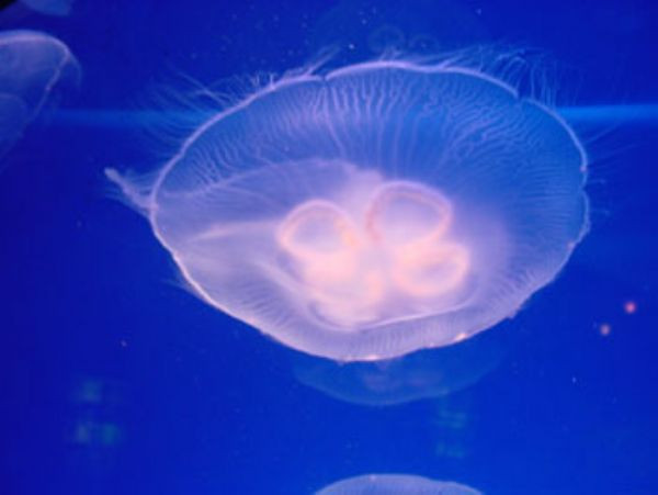 En ölümcül 10 hayvan  - Resim: 3