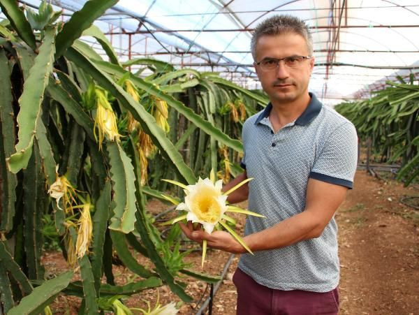 İşi gücü bırakıp ejder meyvesi yapmaya başladı! Şimdilerde para basıyor - Resim: 2