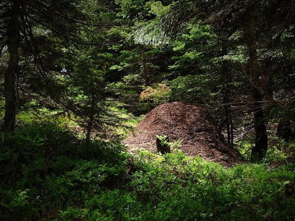 Bursa'da görenler telefona sarıldı boyu 1 metreyi buluyor 24 kilo yiyor! - Resim: 1