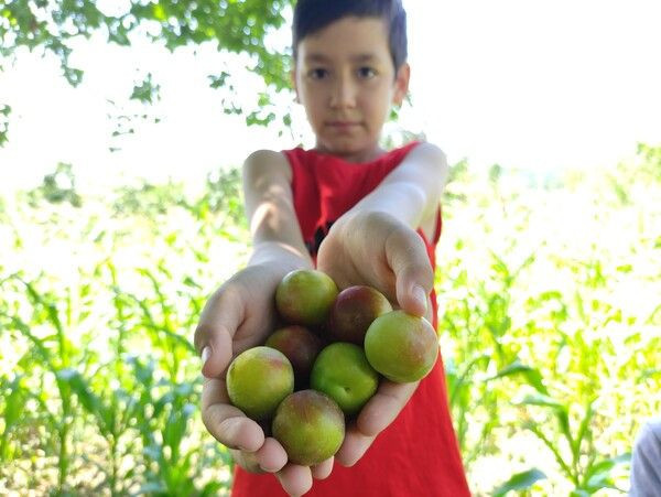 Bursa'da tabelayı görenler şaşkına döndü! Yazıyı okuyanlar soluğu tarlada aldı - Resim: 4