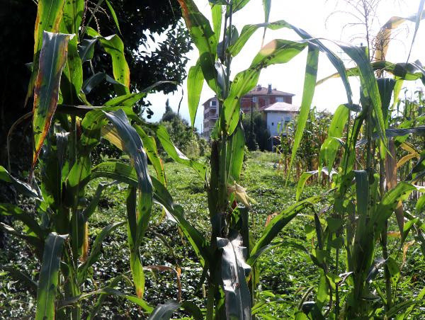 Köylüler ona 'vampir kelebek' diyor! Yüzde yüz yok eden ilaç geliştirildi - Resim: 2