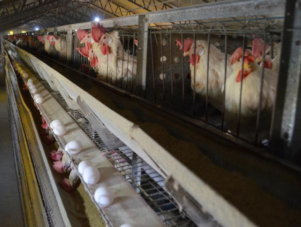 Aksaray'da günlük 38 bin tane üretiyor! Fiyatı 35 TL'ye kadar yükseldi - Resim: 0