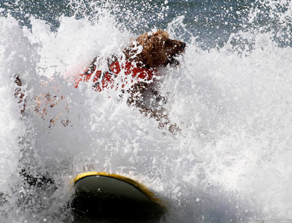 Köpeklerin sörf merakı görülmeye değer - Resim: 2