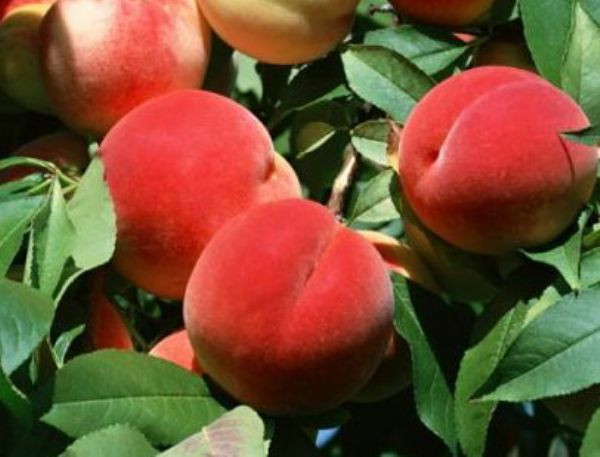 Enerji veren besinler - Resim: 3