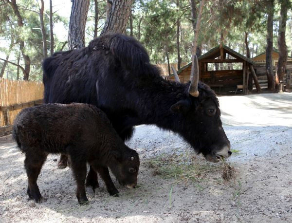 Hayvanat bahçesinin yeni üyeleri  - Resim: 4