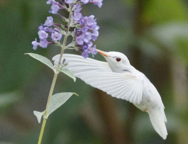 Bu hayvanlar diğerlerinden çok farklı - Resim: 2